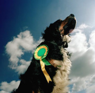 dog-show-1