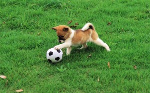 puppy with ball