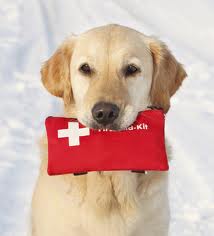 Golden dog Holding First Aid Kit